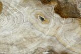Polished Petrified Wood (Oak) Slab - Texas #104882-1